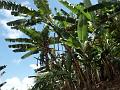 2003-04 martinique 061